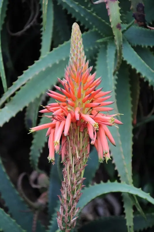 El aloe vera