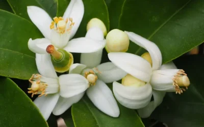 Flor de Azahar: ¿Sabes cuál es y conoces sus beneficios?