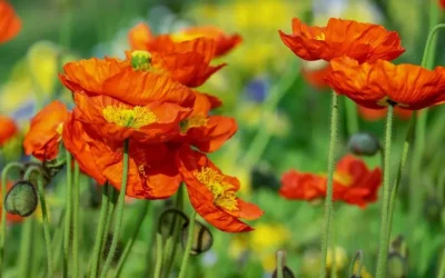 Amapola: una poderosa planta medicinal