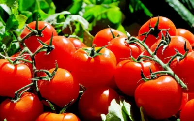 El tomate: un aliado natural para el cabello