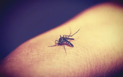 Alerta por casos de dengue en Caracas: Hablan los expertos