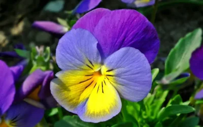 Pensamiento o Viola tricolor: conoce sus propiedades y beneficios