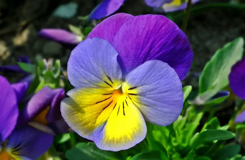 Pensamiento o Viola tricolor: conoce sus propiedades y beneficios