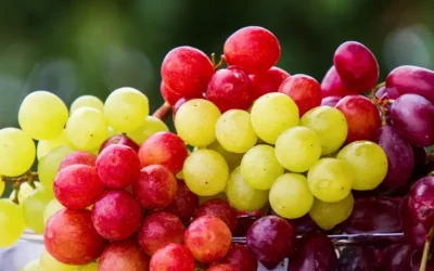 Comer uvas protege la piel de los rayos UV, según estudios