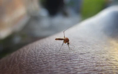 Dengue: Una amenaza en constante crecimiento