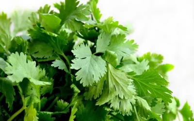 Cilantro: conoce los saludables beneficios de esta hierba popular
