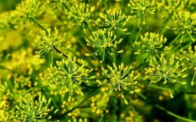 Eneldo: propiedades, beneficios y contraindicaciones