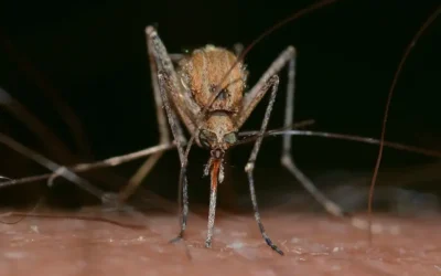 Un nuevo escudo contra el dengue: Aprobada la segunda vacuna TAK-003