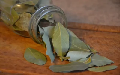 Laurel: secreto natural para una piel joven