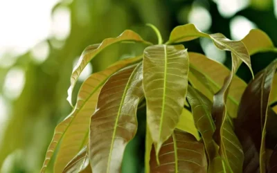 Hojas de mango: conoce los beneficios que aportan a tu salud