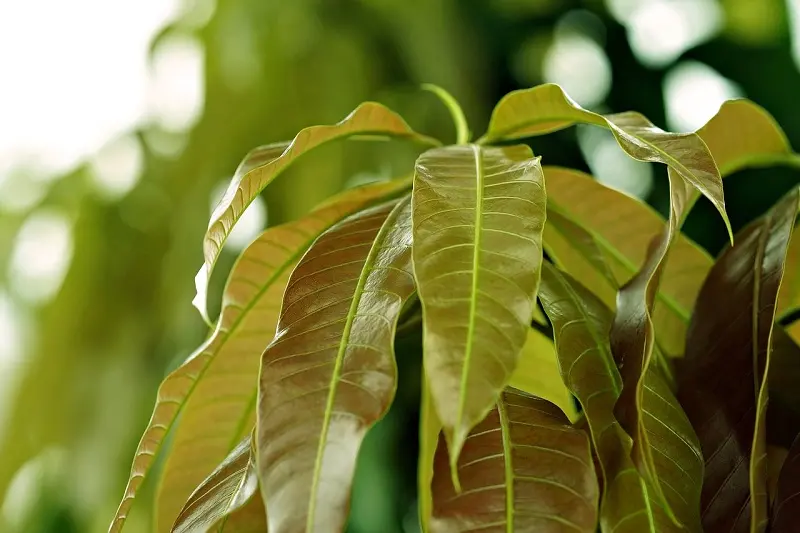 thumbnail image 2 of Hanan Organic Mango Leaves – 4 Bags, Natural Herbal Tea For Wellness & Dietary Supplement 2 of 3