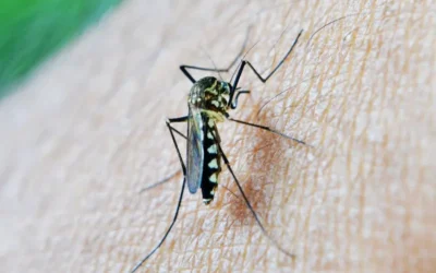 Malaria: Una guía completa para su comprensión y control