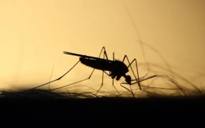 Dengue en auge: Alerta en América Latina