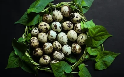 Huevos de codorniz: conoce los beneficios de incluirlos en tu dieta