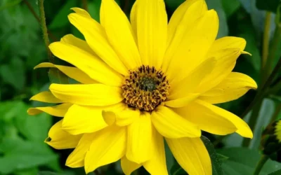 Árnica: conoce sus propiedades y beneficios