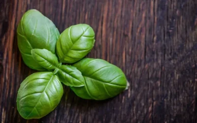 Albahaca: conoce sus usos en la cocina y propiedades medicinales