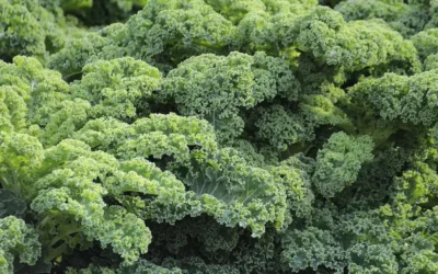 Kale: Un superalimento verde lleno de beneficios