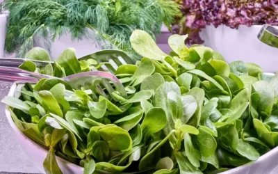 Espinacas: conoce sus beneficios al comerlas crudas