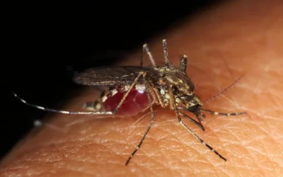 Picaduras de mosquito: ¿Por qué me pican más que a otros?