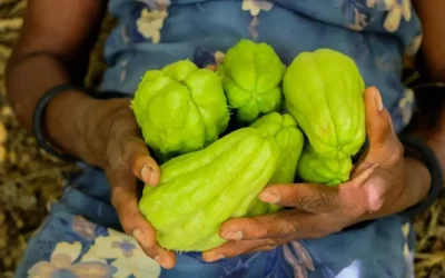 Chayota: conoce los beneficios que aporta para la salud y la piel