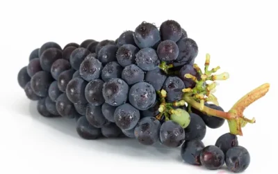 Aceite de semilla de uva: propiedades, beneficios y usos culinarios