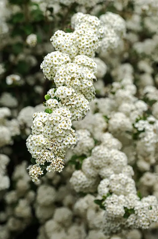Espino blanco