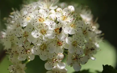 Espino blanco: una planta con beneficios para el corazón