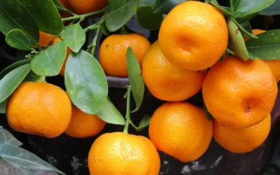 Mandarina: Un tesoro cítrico para tu belleza