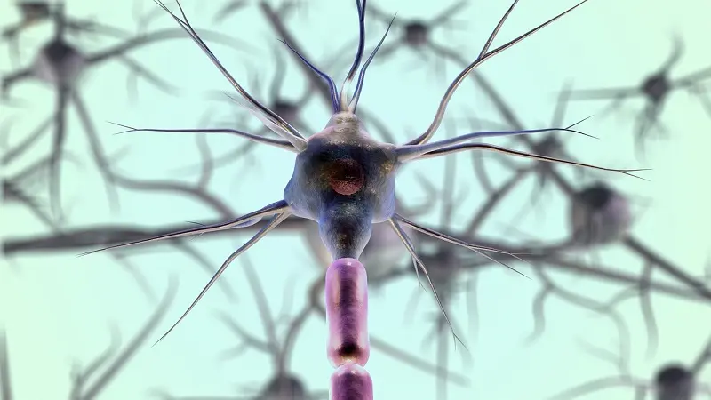 ¿Cómo evitar la muerte neuronal?