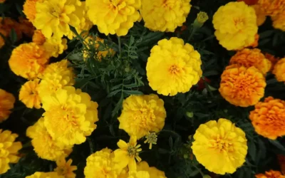 Cempasúchil: Un tesoro natural para la belleza de tu piel