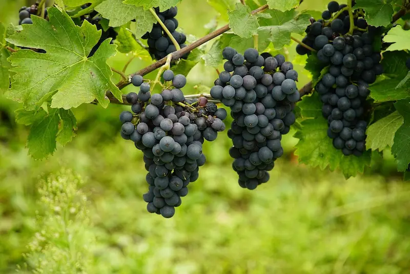 las uvas