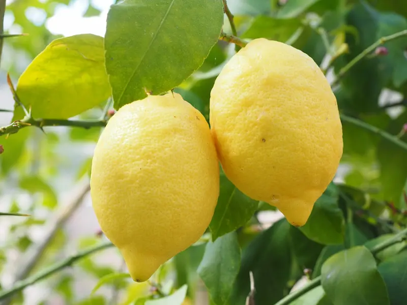 El poder del limón en ayunas: Elixir matutino