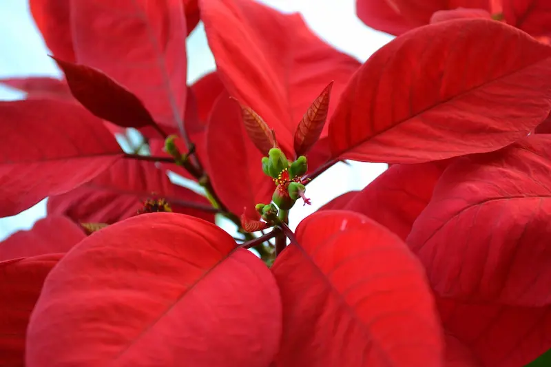 Té de nochebuena: una infusión con historia y beneficios