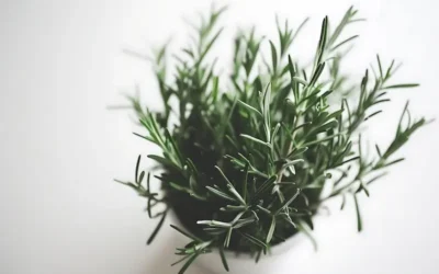 Romero: Un aliado natural para una piel radiante