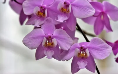Orquídeas: Joyas de la naturaleza y elixires de juventud