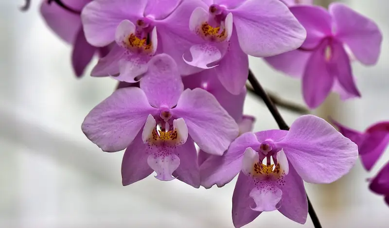Orquídeas: Joyas de la naturaleza y elixires de juventud