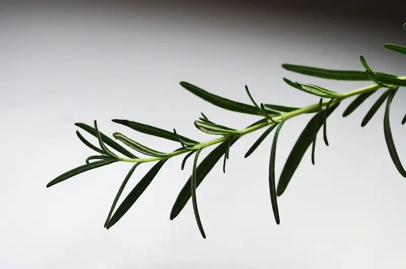 aceite de romero