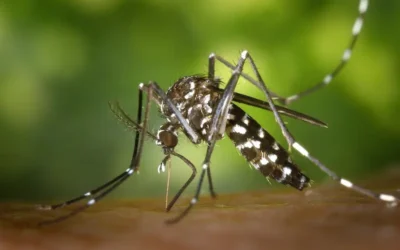 La nueva vacuna contra el dengue en Brasil