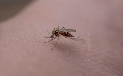 Virus Oropouche en Venezuela: ¿Qué es y cómo se trata?