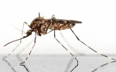 Alerta tropical: entendiendo la amenaza transmitida por mosquitos