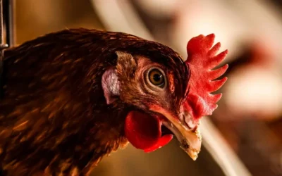 Gripe Aviar: Evaluación del Riesgo y su Impacto Global