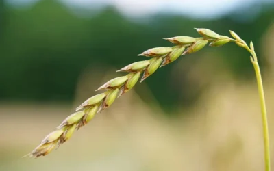 La Espelta: Un Antiguo Cereal con Propiedades Superiores