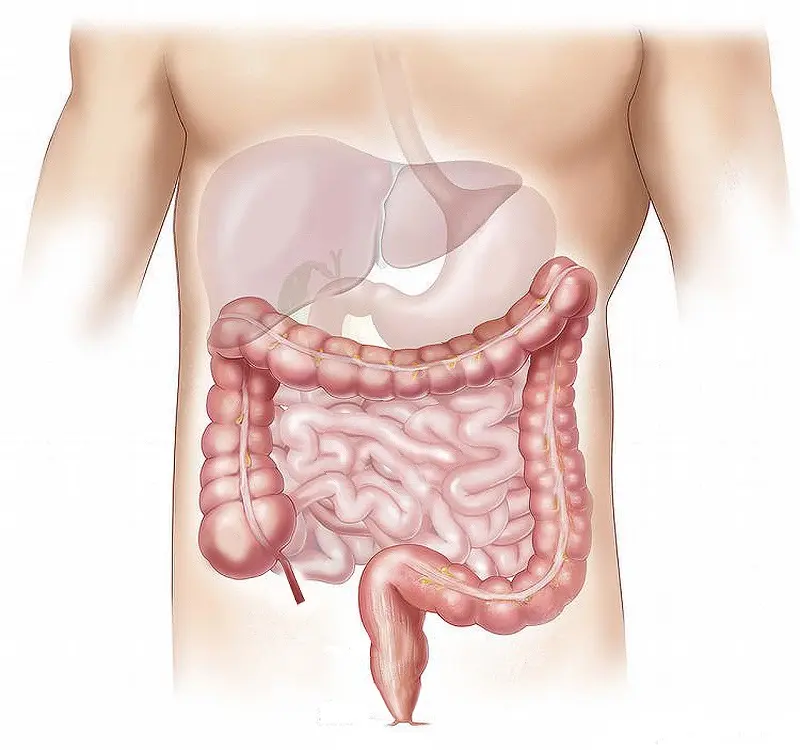 El Microbioma como Mediador entre Dieta y Salud