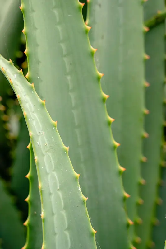 aloe vera