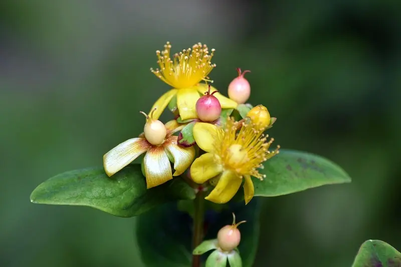 El Hipérico o Hierba de San Juan: Una Planta con Historia Medicinal