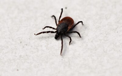 Enfermedad de lyme: La realidad de una infección por garrapatas