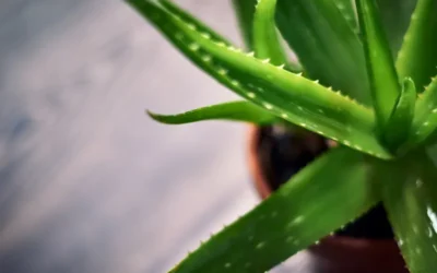Colágeno de aloe vera: La receta casera que revitaliza tu piel