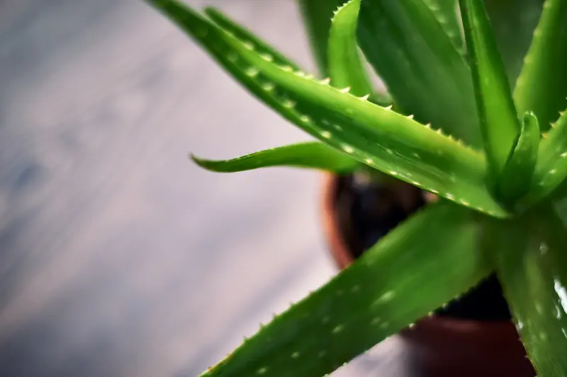 colágeno y aloe vera