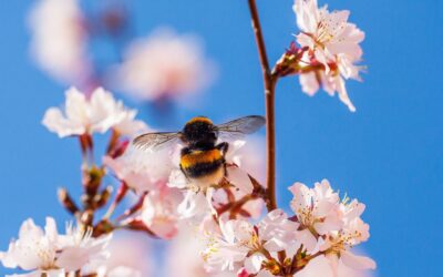 Más allá del picor: ¿Eres alérgico a los insectos?