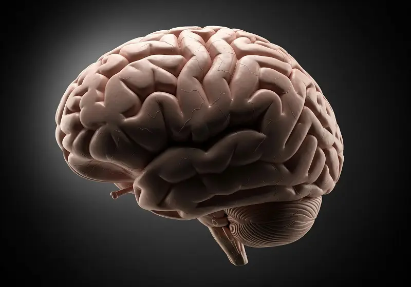La Microbiota Intestinal y el Cerebro